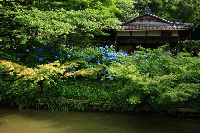 一言寺（金剛王院）のあじさい_f0181310_1929259.jpg