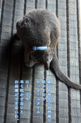 自然乾燥のロッタ_e0156015_20352963.jpg