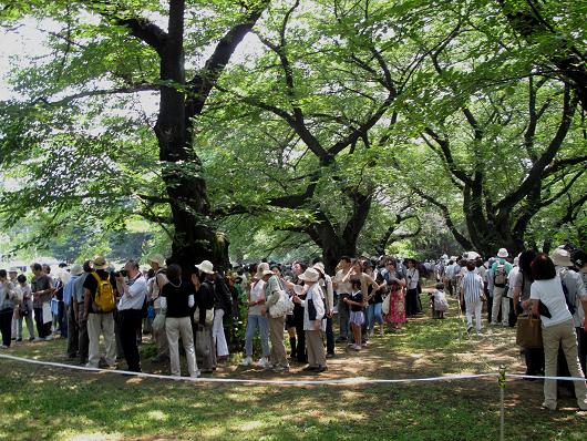 世界一 巨大なコンニャクの花 さいたま日記