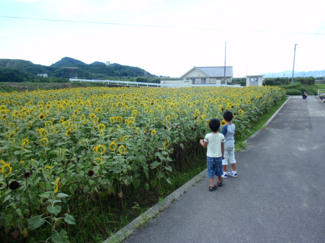 引田小海ヒマワリ_e0136620_21212094.jpg