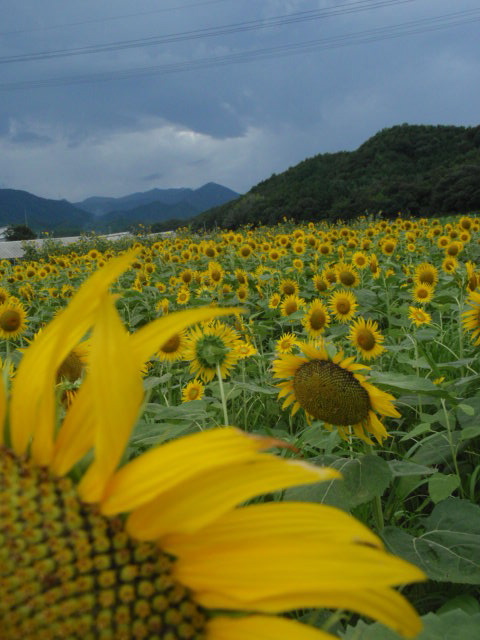 引田小海ヒマワリ_e0136620_21375961.jpg