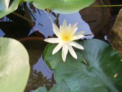 睡蓮 part3_d0041124_1535289.jpg