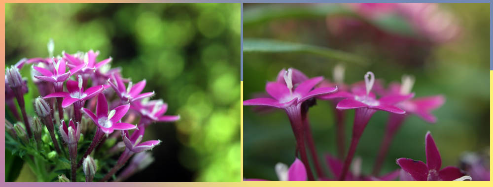 我が家の花々を眺めて..._f0103534_20165638.jpg