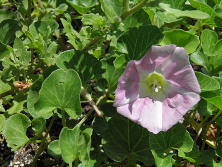 明日は「海辺の植物観察」行事開催です_a0123836_1123509.jpg