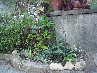 井戸周辺の植栽成長の様子_a0076237_8584114.jpg