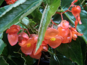 a0054240_21599100.jpg