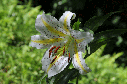 c0093046_6491953.gif