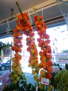 これは立派 厄除けほおずき 矢野の花屋 フラワーショップなかの スタッフブログ これは立派 厄除けほおずき 矢野の花屋 フラワーショップなかの スタッフブログ