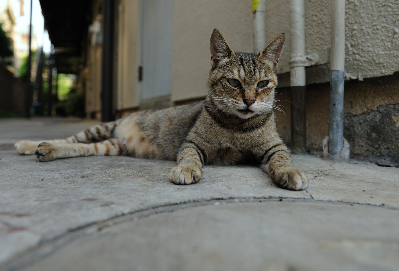 夏を頑張る命達_f0011273_054478.jpg