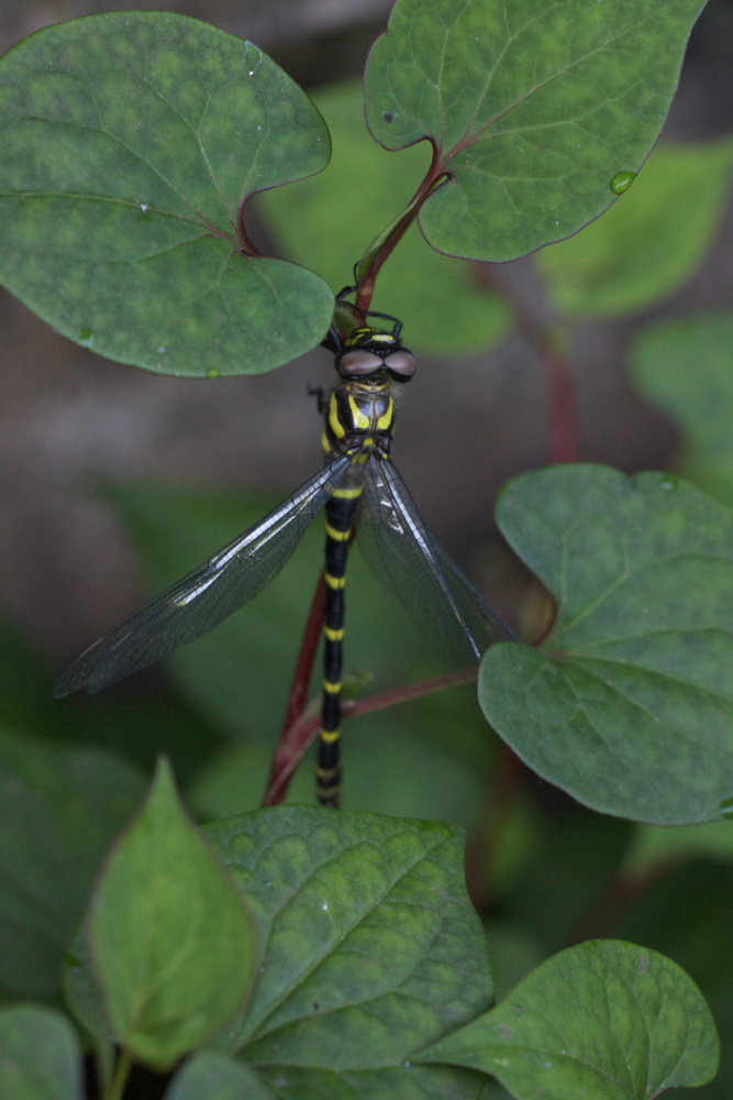 オニヤンマ 鬼蜻蜒 羽化 身近な自然を撮る