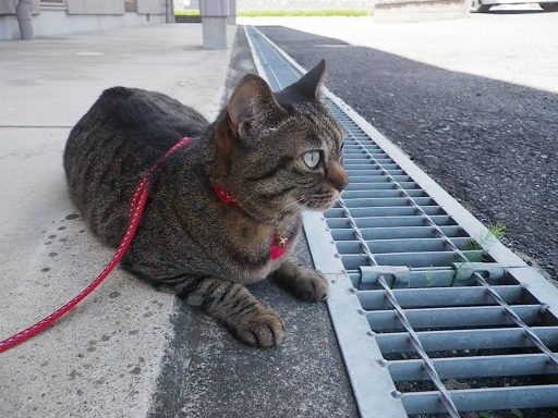 動物病院へ　７月１７日（金）１８日（土）１９日（月）のこと /　　７月２３日（金）_b0140184_10131311.jpg