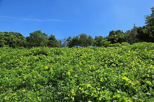 野草園_e0190885_19453996.jpg