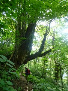 白山登山　２日目　室堂―別山　2010.7.22_d0182188_1492115.jpg