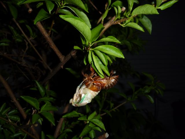 b0190092_21492833.jpg