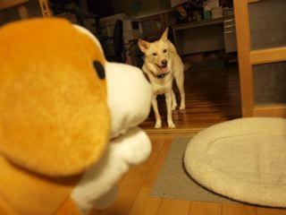 我が家の新入り_f0232994_595091.jpg