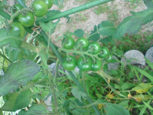 e0115799_8271713.jpg