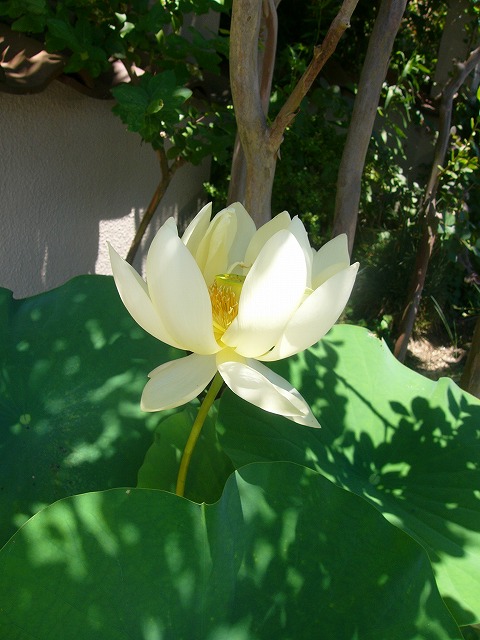 a0123003_15435621.jpg