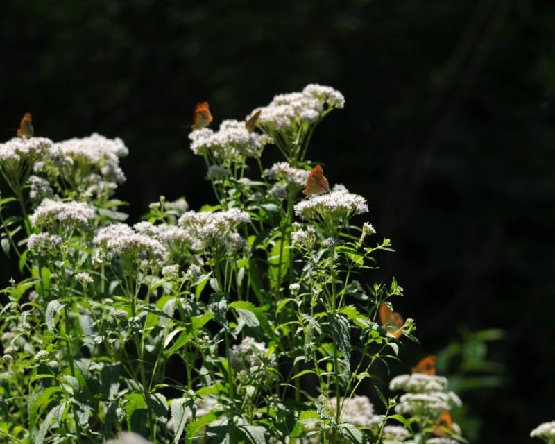 e0103903_20343059.jpg