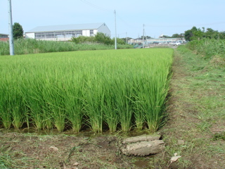 田圃の様子_f0209103_8463252.jpg