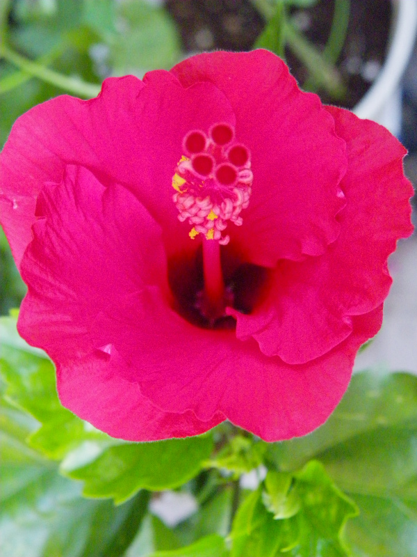 ハイビスカス 花さんぽ ハイビスカス 花さんぽ