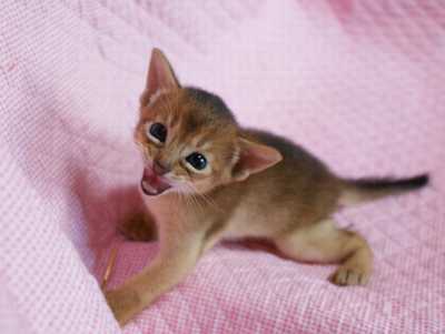 アビシニアン 生後3週目子猫 キャラメルちゃん_e0033609_20493583.jpg