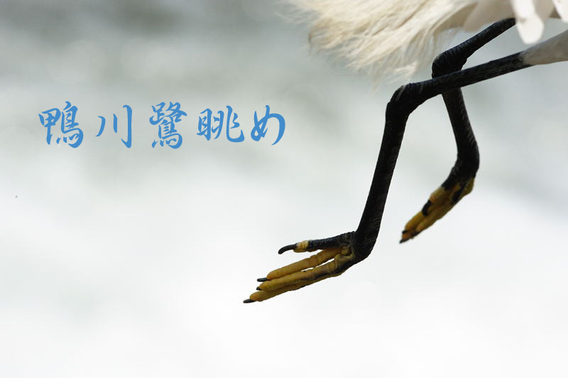 鴨川鷺眺め_f0032011_1523876.jpg