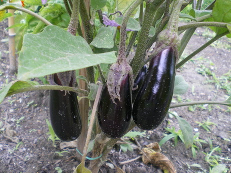 c0124619_45037100.jpg