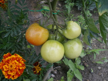 c0124619_451398.jpg