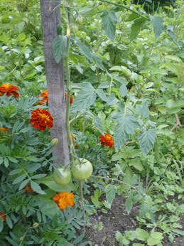 c0124619_452267.jpg