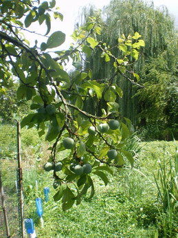 c0124619_4585753.jpg