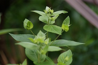 f0170524_13594146.jpg