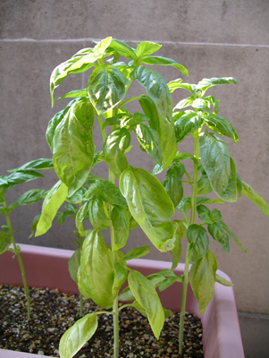 f0108133_15264841.jpg