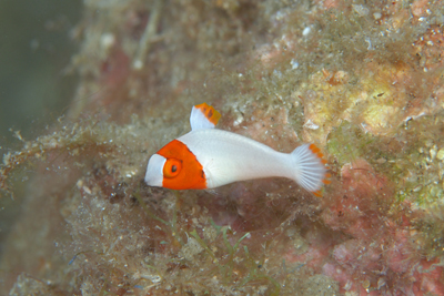 幼魚いろいろ_b0186442_7511863.jpg