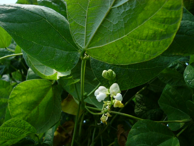 やっと　花が・・・白隠元イタリア種・・うずら豆は乾燥鞘の収穫_c0222448_12181344.jpg