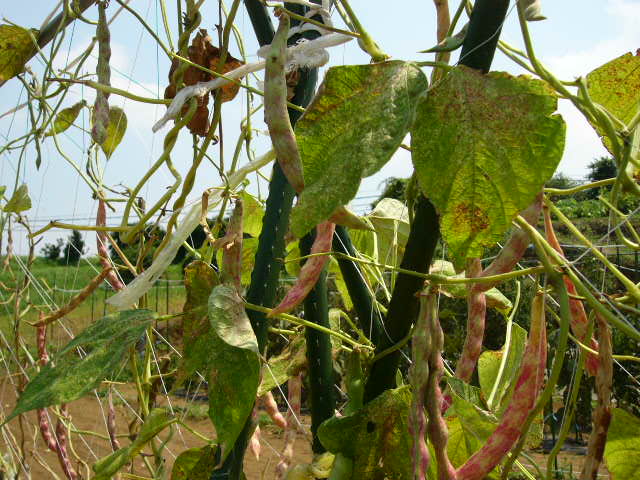 やっと　花が・・・白隠元イタリア種・・うずら豆は乾燥鞘の収穫_c0222448_12182572.jpg