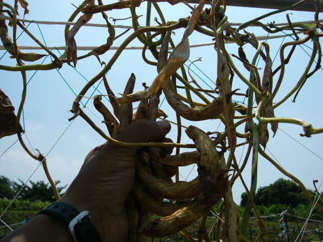 やっと　花が・・・白隠元イタリア種・・うずら豆は乾燥鞘の収穫_c0222448_12184052.jpg