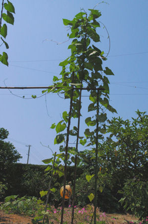 b0002549_10575316.jpg
