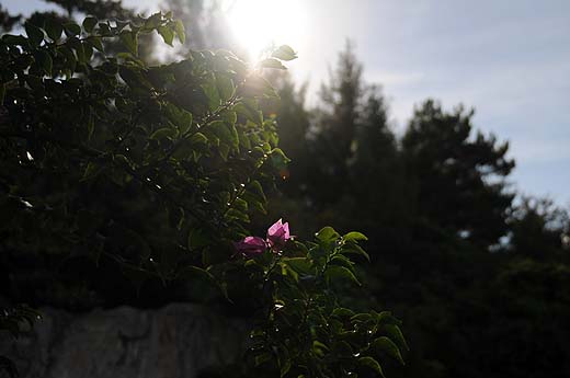 Okinawa\'s Flowers_e0050753_1221657.jpg