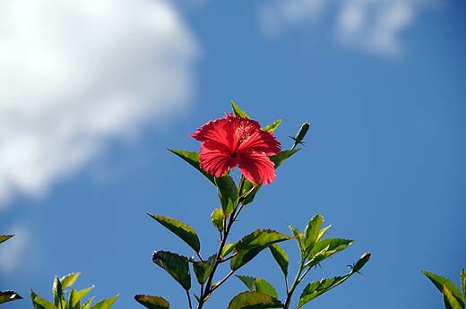 Okinawa\'s Flowers_e0050753_12248100.jpg