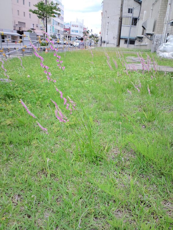 f0104457_5224241.jpg