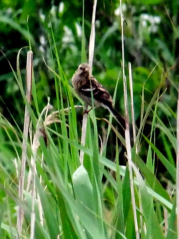 b0165760_23592772.jpg