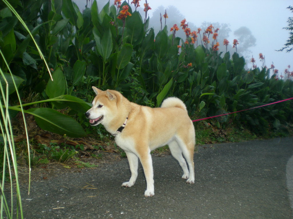 2010年7月24日(土)今日も猛暑!_f0060461_947877.jpg