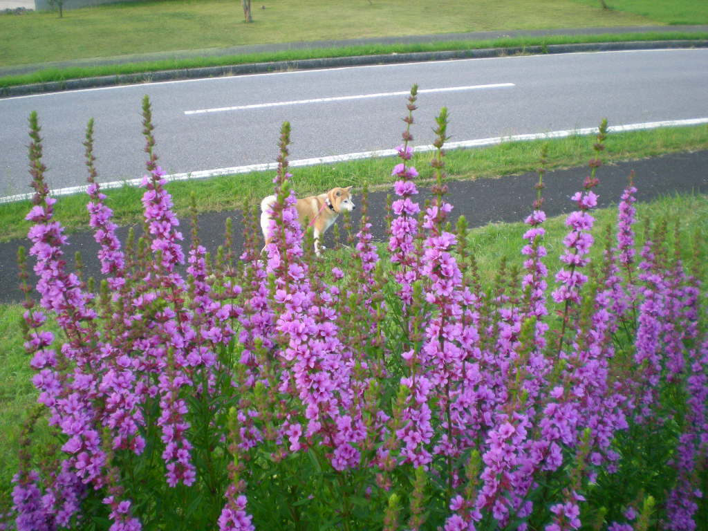 2010年7月24日(土)今日も猛暑!_f0060461_9501795.jpg