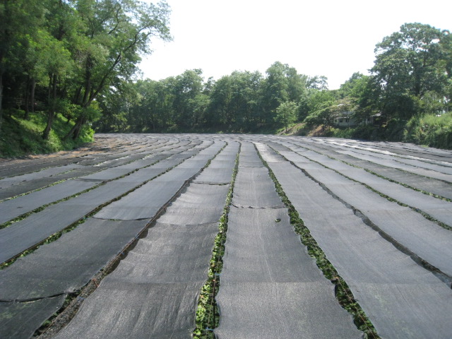 d0168669_13382419.jpg