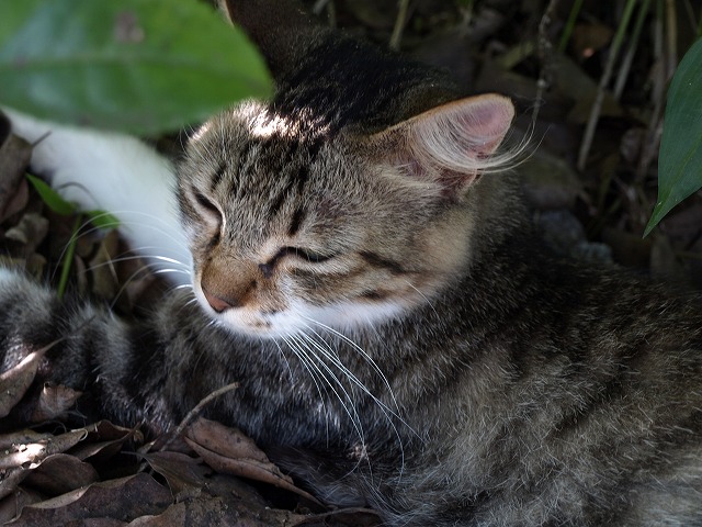 『梅林の猫と雀（梅之介と雀のジャック）』_d0054276_1925451.jpg