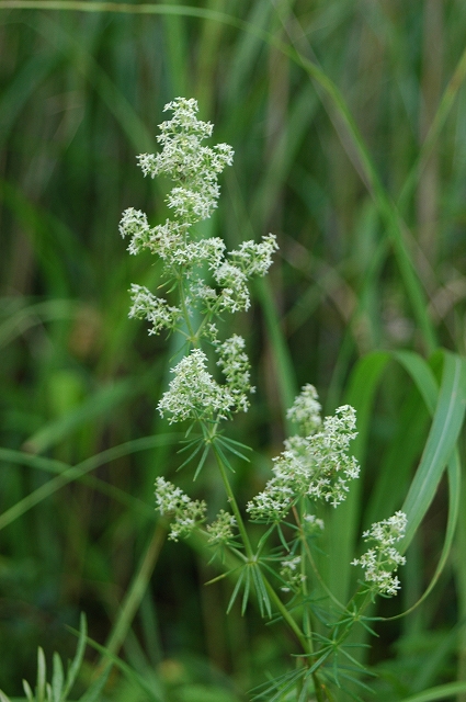 c0212083_22355791.jpg