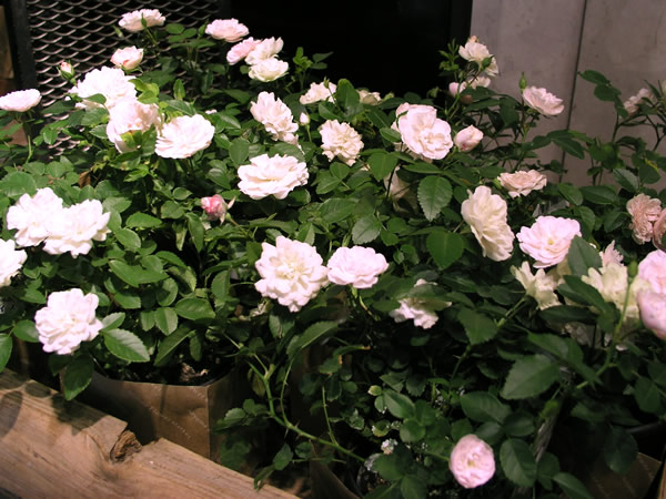 b0015885_8494399.jpg