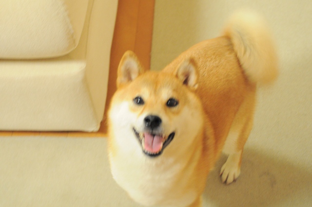 かぼちゃんの「おかあさん、おかえりなさい!」_a0126590_9144375.jpg