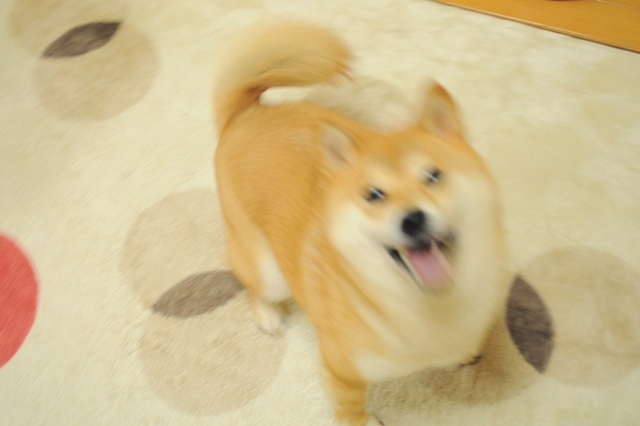 かぼちゃんの「おかあさん、おかえりなさい!」_a0126590_915557.jpg