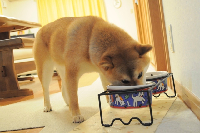 かぼちゃんの「おかあさん、おかえりなさい!」_a0126590_9193329.jpg